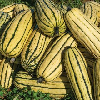 Delicata Squash Thumbnail